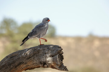 Obraz premium Pale Chanting-Goshawk standing on a stump in Kgalagadi transfrontier park, South Africa; specie Melierax canorus family of Accipitridae