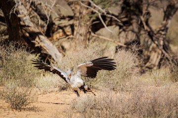 Secretary bird hunting with spread wings in Kgalagadi transfrontier park, South Africa; specie Sagittarius serpentarius family of Sagittariidae