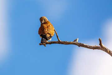 South African Kestrel perched on a branch isolated in blue sky in Kgalagadi transfrontier park, South Africa; specie Falco rupicolus family of Falconidae