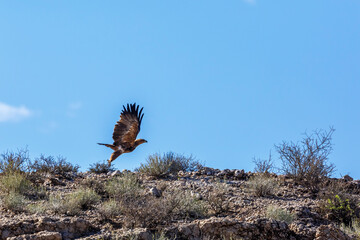 Tawny Eagle taking off isolated in blue background in Kgalagadi transfrontier park, South Africa; Specie Aquila rapax family of Accipitridae