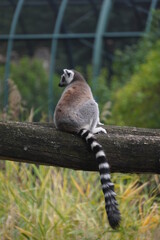 A lemur alone on top of a tree