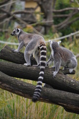 A pair of lemurs in a tree