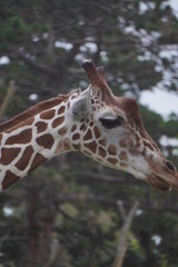 Detail of the head of a giraffe