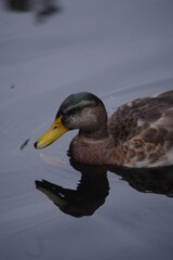 A duck swimming in the water