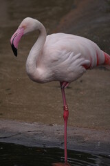 A pink flamingo standing alone