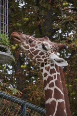 A giraffe eating some leaves