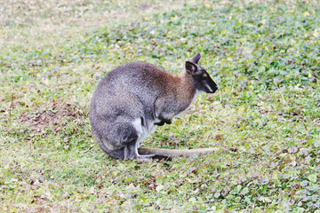 kangaroo