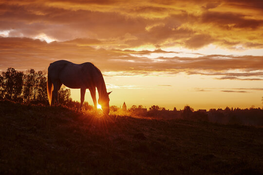 Horse in the sunrise. Horse in the sunset	
