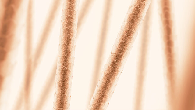 Human hair under the microscope. Close-up. Brown color. 3D illustration.
