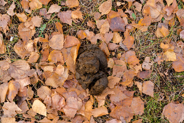 Horse droppings on autumn leaves, top view