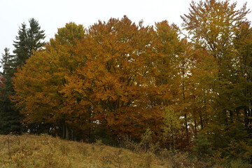 Fototapeta premium Beautiful view of forest in autumn. Picturesque landscape