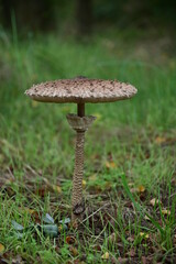 Gemeiner Riesenschirmling, Parasol oder Riesenschirmpilz (Macrolepiota procera) im Wald