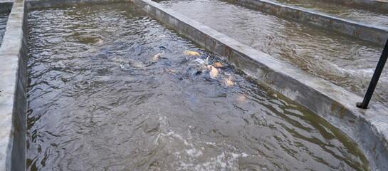 cultivation pond. fresh goldfish is being fed