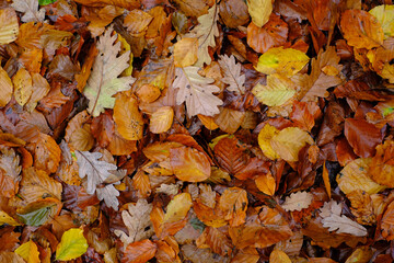 Herbstzeit ist Laubzeit - Der Waldboden ist mit verschiedenen Blättern bedeckt