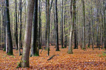 Fototapeta premium Ein Herbstwald mit vielen Blättern auf dem Boden