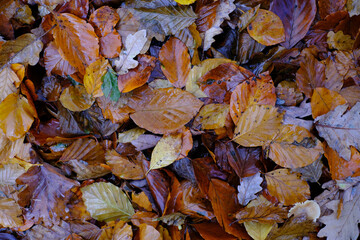 Im Herbst fällt das welke Laub auf den Waldboden