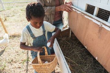 Boy collecting eggs in basket with grandmother from chicken coop