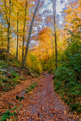 Herbstspaziergang rund um die Wartburgstadt Eisenach am Rande des Thüringer Waldes - Thüringen