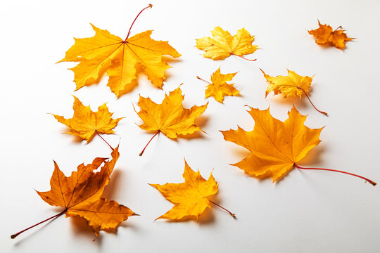A collection of autumn yellow maple leaves lying on the floor. Isolated on a white background