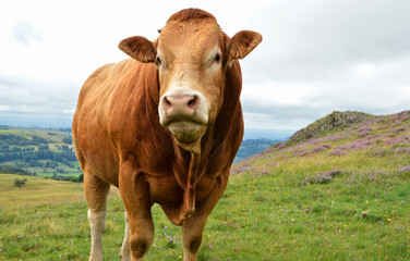 Beautiful and powerful Limousin bull - obrazy, fototapety, plakaty