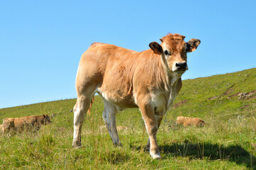 An Aubrac calf in a herd of cows in the mountains.