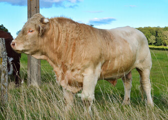 Beautiful and powerful Charolais bull