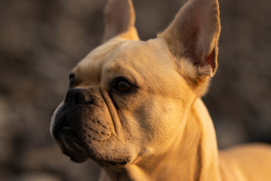 French bulldog posing