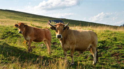 A mother cow Aubrac breed, with her calf in a field in the mountain.