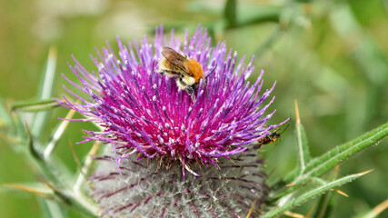 A thistle with a bee collecting polen for honey