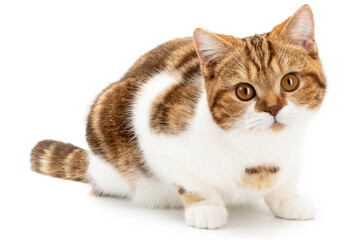 Obraz premium Red cat lying isolated on white. Cute cat lie down looking in camera. British Shorthair closeup