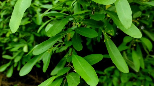 A close-up view of a green Cordia Dichotoma plant