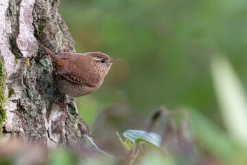 Eurasian wren (Trogolodytes troglodytes) perches on the side of a tree, UK