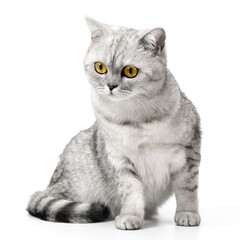 British cat shorthair sitting isolated on white background.