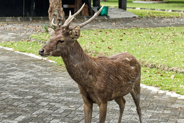 a stag or male deer in the yard