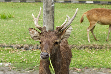 a stag or male deer in the yard