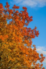 Autumn sketch, orange red tree foliage on blue sky background