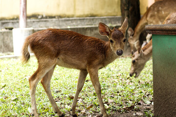 a fawn or baby deer in the yard.