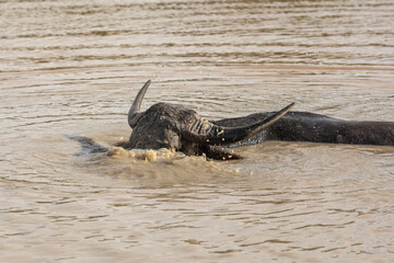 Fototapeta premium buffalo dipping head into water repel insects swarming all over head