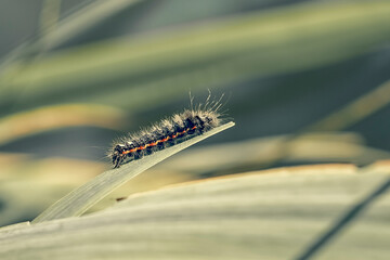 caterpillar moving up a leaf