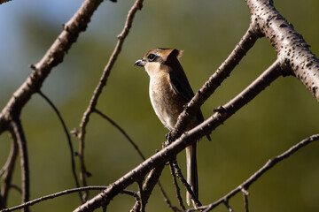 風に羽毛を靡かせるモズ