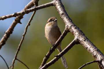 上を見上げるモズ