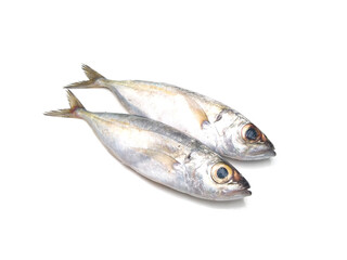 Horse Mackerel fish isolated on white background, selective focus