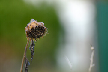 Verwelkte Sonnenblume dient als Nahrung für Vögel im Winter