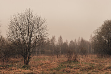 Cloudy day in woods in early spring. Dry grass and tree without leaves in foreground