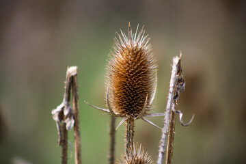 Obraz premium Dry Thistle