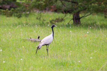Demoiselle crane walks on green grass