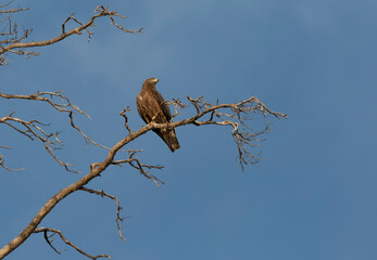 Black kite (Milvus migrans) sits on a dry branch against the sky