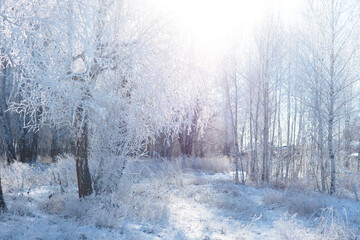 Obraz na płótnie Canvas winter landscape. beautiful snowy birch forest..