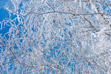 Fototapeta premium winter background and texture of snow-covered birch branches against the blue sky..