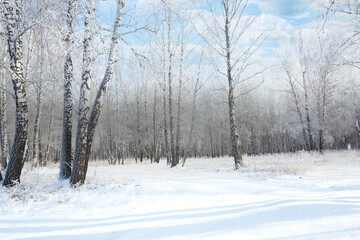 winter landscape. beautiful snowy birch forest..